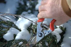 3 Reasons to Prune Your Trees in Winter | Arborist Alliance